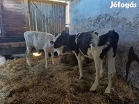 公牛, Russian Black pied cattle — 照片 4