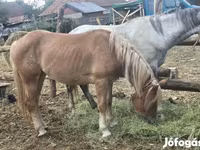 母马, Horses — 照片 1