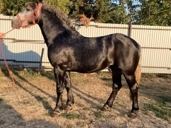 Pastuv, Коњи
