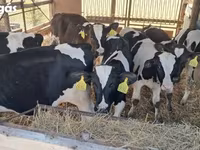 ثور, Simmental cattle — الصورة 2