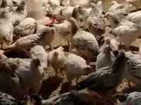 Chickens — Foto 4