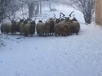 Brebis, Racka sheep — photo 6