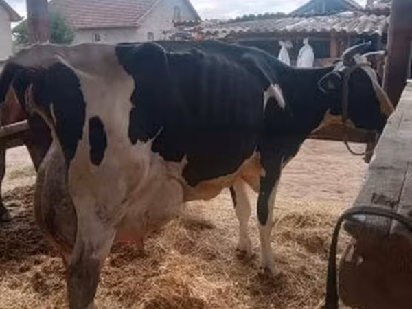 公牛, Limousin cow