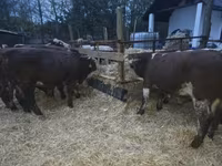 Byk, Simmental cattle — zdjęcie 1