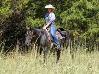 Kobila, Quarter Horse — fotografija 8