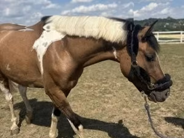 Pastuv, Коњи