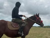 Yegua, Caballos — foto 1