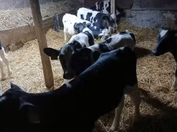 公牛, Russian Black pied cattle