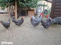 Chickens — fotografija 6