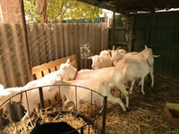 Koze (partija, pol nije naveden), Pomellata goat — fotografija 2