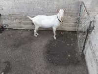 Kozioł, Saanen goat — zdjęcie 1