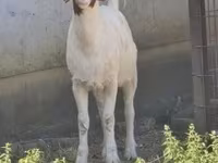 Ешкілер (топ, жынысы көрсетілмеген), Boer goat — 2-сурет
