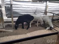 Bélier, Moutons — photo 1