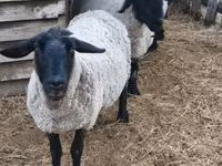 Qoʻchqor, White Suffolk sheep — 3-rasm