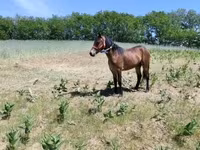 母马, Horses — 照片 2