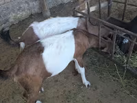 Koza, Nubian Goat — fotografija 5