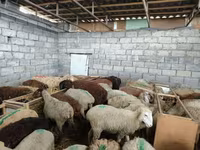 Brebis, Beulah Speckled face sheep — photo 2