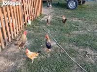 Chickens — fotografija 3