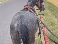 Horse (M), Horses — photo 1