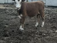 Byk, Simmental cattle — zdjęcie 4