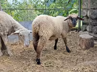 Qoyun, White Suffolk sheep — foto 2