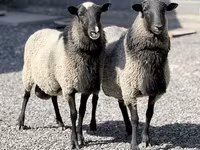 Ovca, Romanov sheep — fotografija 1