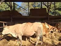 Корова, Blonde d’Aquitane cattle — фото 1