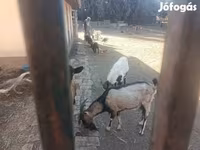 Ziegenbock, Ziegen — Foto 3