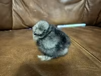 Silkie — zdjęcie 3