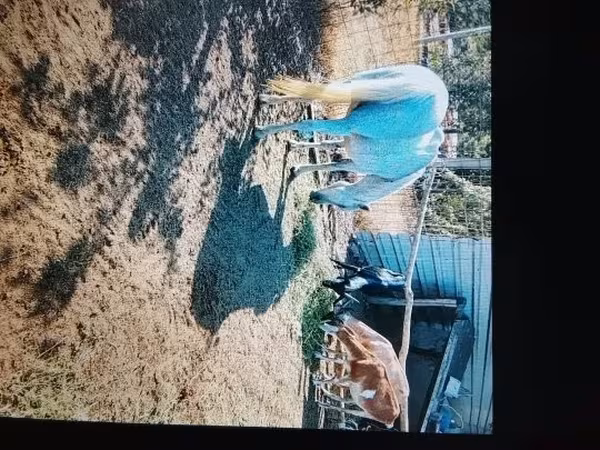 Cabra, Nubian Goat
