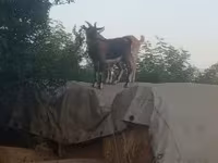 Billy Goat, Goats — photo 1