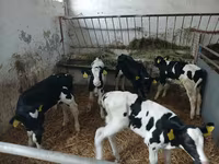 Bovinos (lote, sexo não especificado), Russian Black pied cattle — foto 1