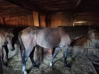Cavalo, Cavalos — foto 1
