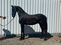 Koń, Friesian — zdjęcie 3