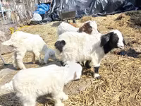 Jarac, Saanen goat — fotografija 2
