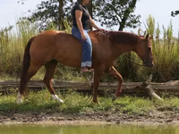 At, Quarter Horse — foto 4