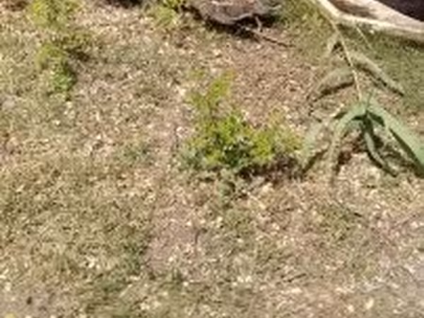 Ducks — Hungria