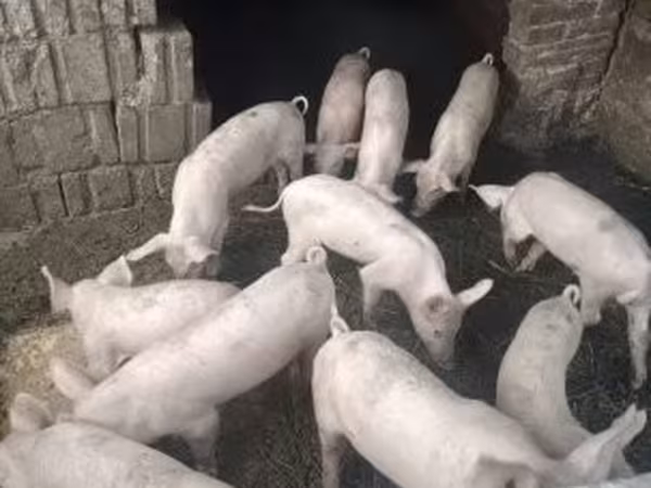 Suínos (lote, sexo não especificado), Porcos — Hungria
