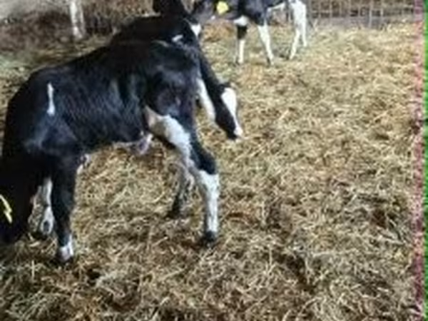 Buqa, Russian Black pied cattle — Vengriya