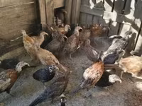 Guinea fowl — Foto 7
