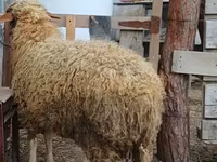 Bélier, Moutons — photo 7