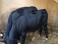 Krowa, Aberdeńsko-anguska — zdjęcie 1