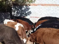Goveda (partija, pol nije naveden), Swiss cattle — fotografija 1