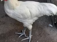 Australorp — fotografija 1