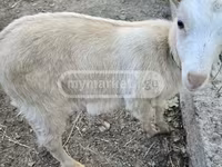 Koza, Megrelian goat — fotografija 3