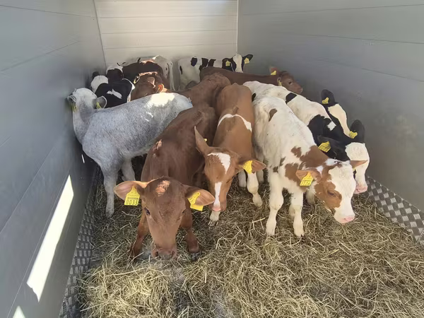 Bik, Simmental cattle