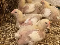 Chickens — 照片 1