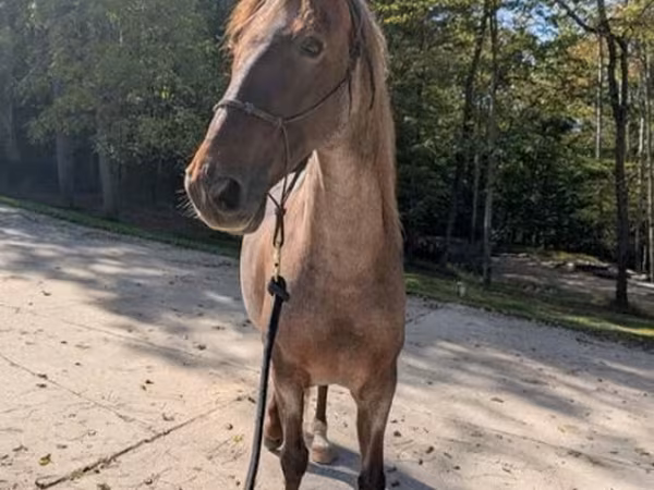 Pastuv, Palomino