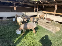 Carneiro, Arashan sheep — foto 2