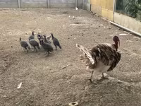 Turkeys — foto 4